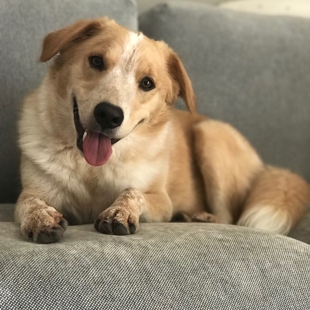 Meet your Posher, Emma
